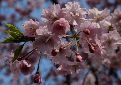 続・いっくんの “それゆけ 一球入魂 ”-桜2