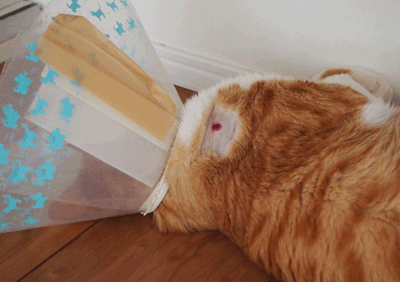 続・いっくんの “それゆけ 一球入魂 ”-7