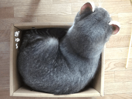 続・いっくんの “それゆけ 一球入魂 ”-箱2