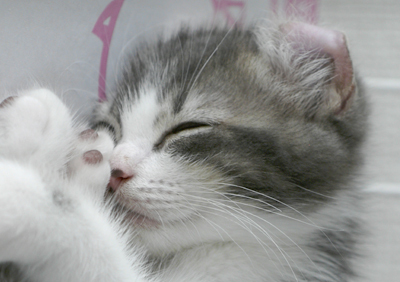 続・いっくんの “それゆけ 一球入魂 ”-いっくん