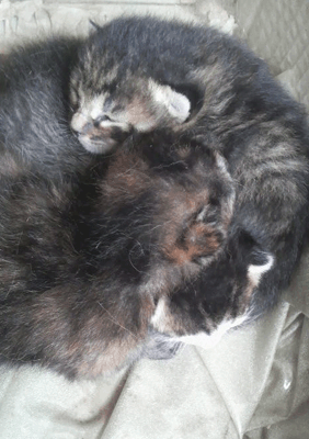 続・いっくんの “それゆけ 一球入魂 ”-ねこ２