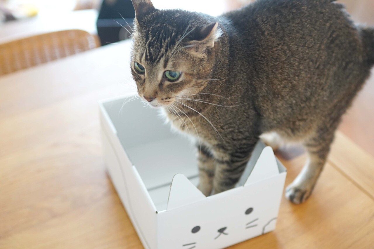 数量は多 カゴ籠かご箱ボックス ペット用ハウス 猫トンネル 猫ベッド かわいい 猫ハウス ボックス型 遊び場おもちゃトンネル隠れる 天然素材 素朴 にゃんこ用ハウス 約幅45 ハウス 藁に似た水草 水草 ボックス つぐら 猫ちぐら 通販 シーグラス 箱 箱型 猫用品 数量は多 カゴ籠かご箱ボックス ペット用ハウス 猫トンネル 猫ベッド かわいい 猫ハウス ボックス型 遊び場おもちゃトンネル隠れる 天然素材 素朴 にゃんこ用ハウス 約幅45 ハウス 藁に似た水草 水草 ボックス つぐら 猫ちぐら 通販 シーグラス 箱 箱型 猫用品