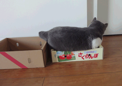 続・いっくんの “それゆけ 一球入魂 ”-いつもの箱4