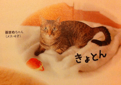 続・いっくんの “それゆけ 一球入魂 ”-ねこのきもち茶