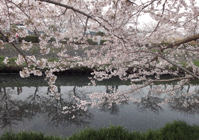 続・いっくんの “それゆけ 一球入魂 ”-桜1