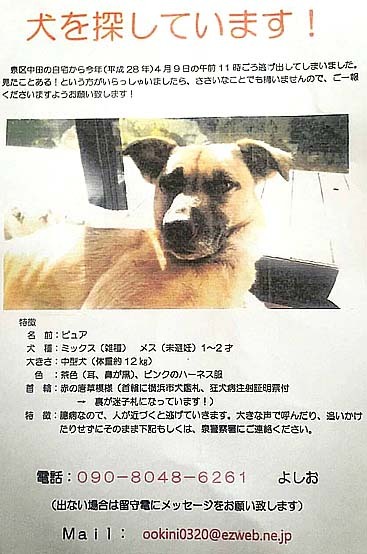 わんこ３