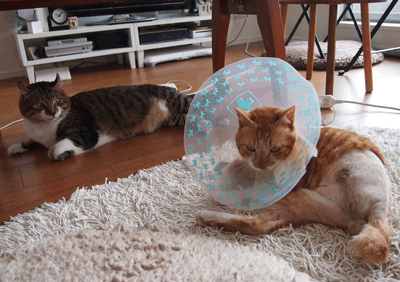 続・いっくんの “それゆけ 一球入魂 ”-4