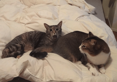 続・いっくんの “それゆけ 一球入魂 ”-ちゃ~ぴ~