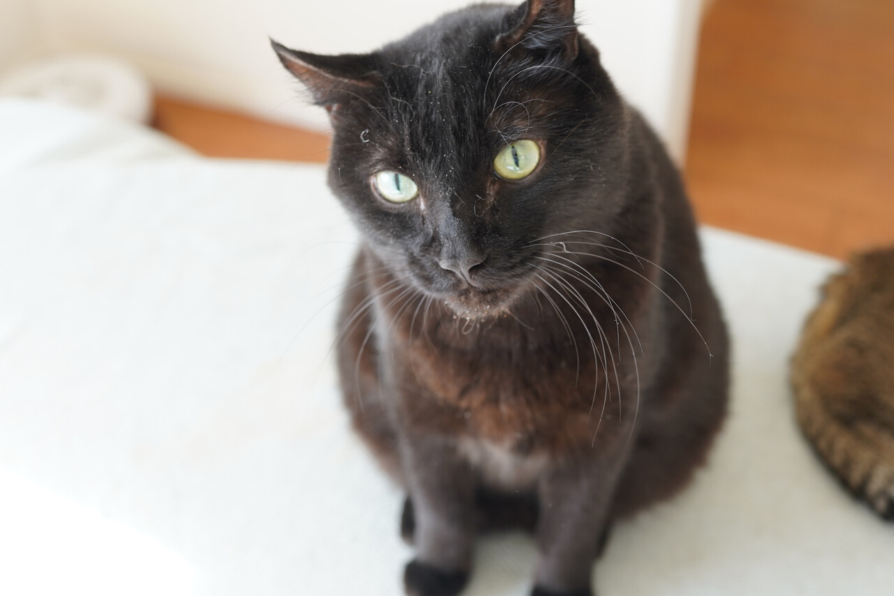 黒ねこの悩み 続 いっくんのそれゆけ一球入魂 Powered By ライブドアブログ 黒ねこの悩み 続 いっくんのそれゆけ一球入魂 Powered By ライブドアブログ