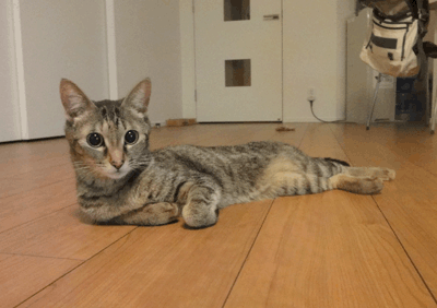 続・いっくんの “それゆけ 一球入魂 ”-茶まめ