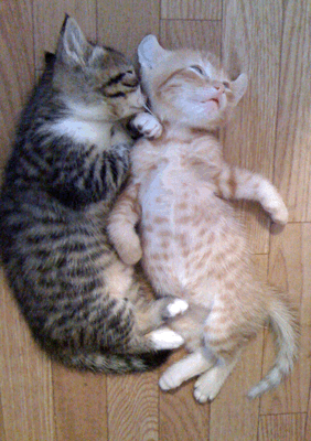 続・いっくんの “それゆけ 一球入魂 ”-へそ天