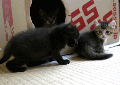 続・いっくんの “それゆけ 一球入魂 ”-もす