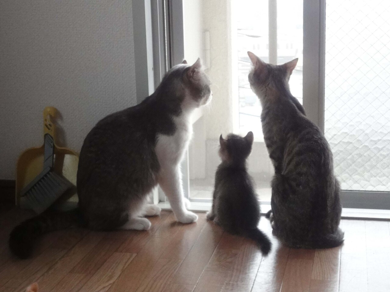 癒しの極み なかよし親子ねこ 続 いっくんのそれゆけ一球入魂 Powered By ライブドアブログ 癒しの極み なかよし親子ねこ 続 いっくんのそれゆけ一球入魂 Powered By ライブドアブログ