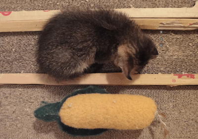 続・いっくんの “それゆけ 一球入魂 ”-つぶ