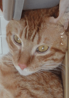 続・いっくんの “それゆけ 一球入魂 ”-直1