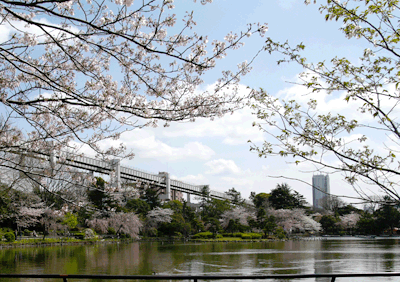 続・いっくんの “それゆけ 一球入魂 ”-桜1