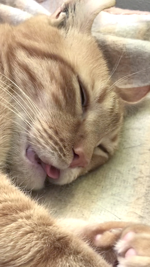 c1
