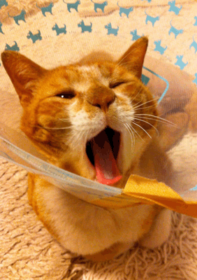 続・いっくんの “それゆけ 一球入魂 ”-あくび