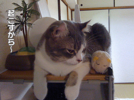 続・いっくんの “それゆけ 一球入魂 ”-ひつじ２