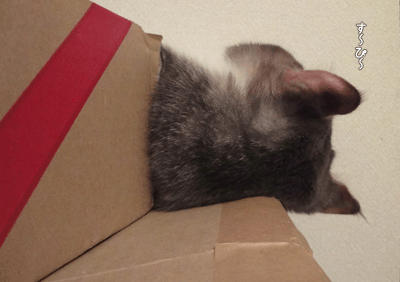 続・いっくんの “それゆけ 一球入魂 ”-切れ目6