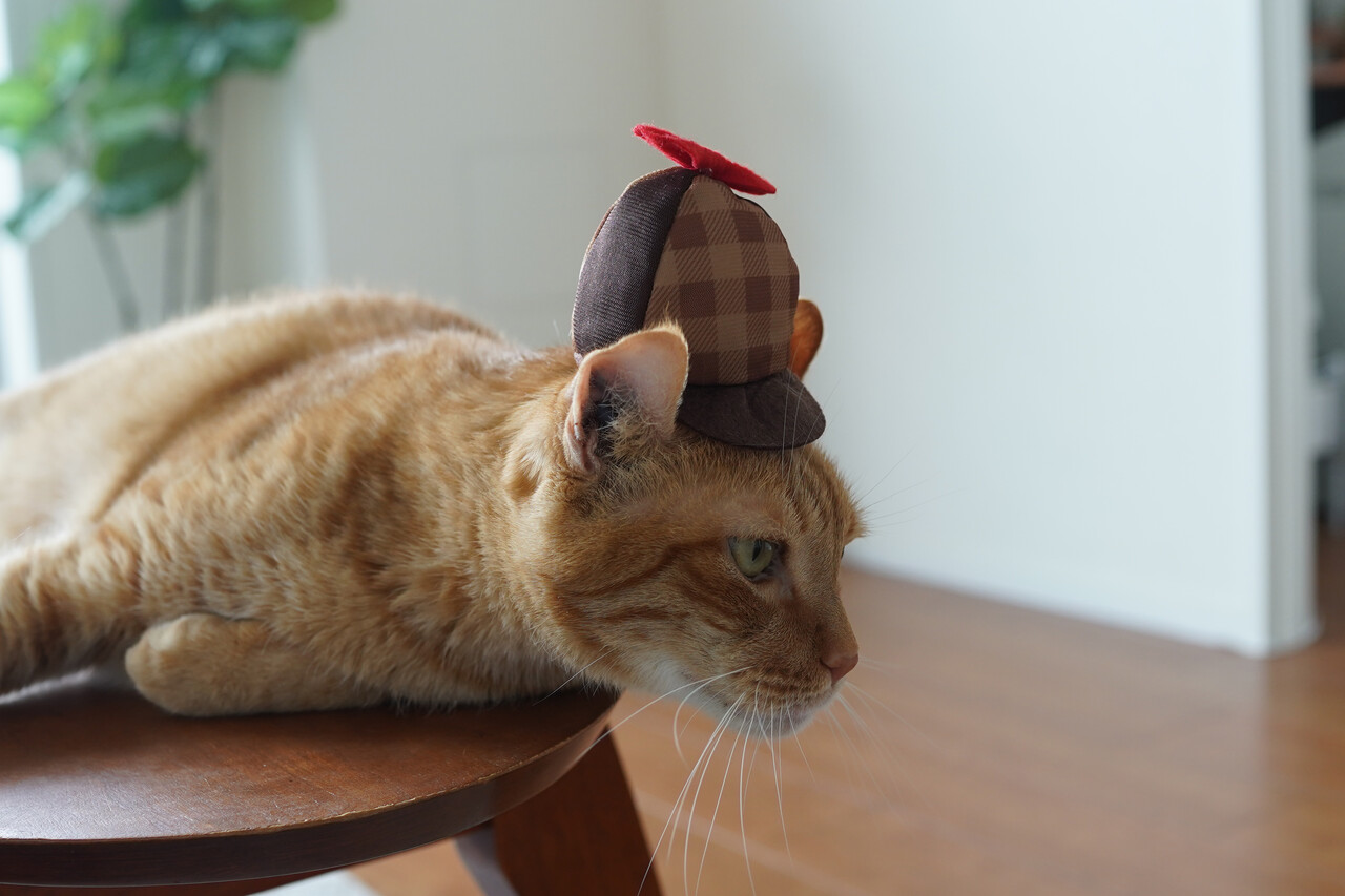 三毛猫じゃないけど ボクだって 続 いっくんのそれゆけ一球入魂 Powered By ライブドアブログ 三毛猫じゃないけど ボクだって 続 いっくんのそれゆけ一球入魂 Powered By ライブドアブログ