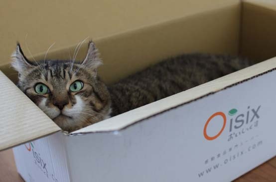 おいしっくす11