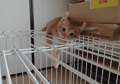 続・いっくんの “それゆけ 一球入魂 ”-ちび直