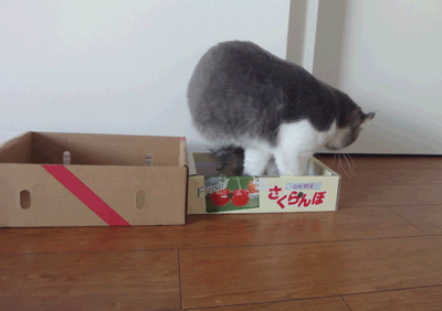 続・いっくんの “それゆけ 一球入魂 ”-いつもの箱3