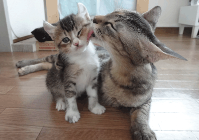 続・いっくんの “それゆけ 一球入魂 ”-うぶ茶ま１