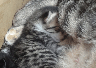 続・いっくんの “それゆけ 一球入魂 ”