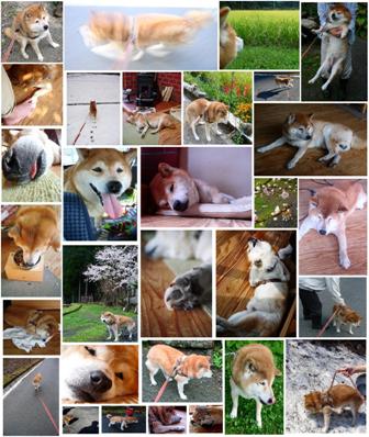 才2010-9-15 ゴン太16誕生日組写真q