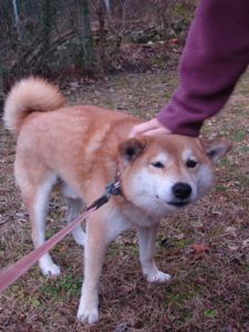ゴン太なでなで