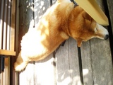 アシモトデ
