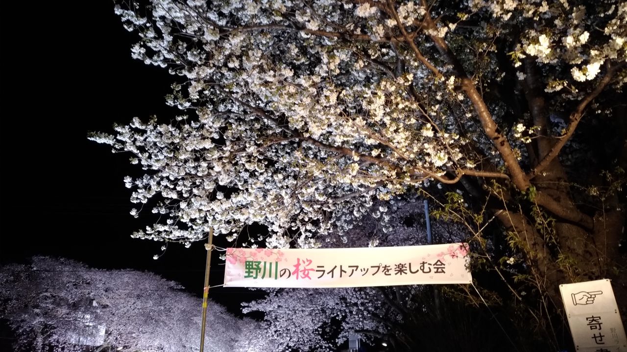 調布 野川 1年に1回3時間限定公開 満開の桜のライトアップ 圧巻な光景だったよ いちこ見聞録 調布 野川 1年に1回3時間限定公開 満開の桜のライトアップ 圧巻な光景だったよ いちこ見聞録