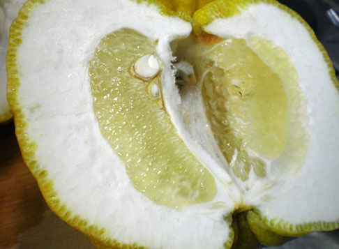 爽やかな 鬼柚子ピール 夢の花咲かせて