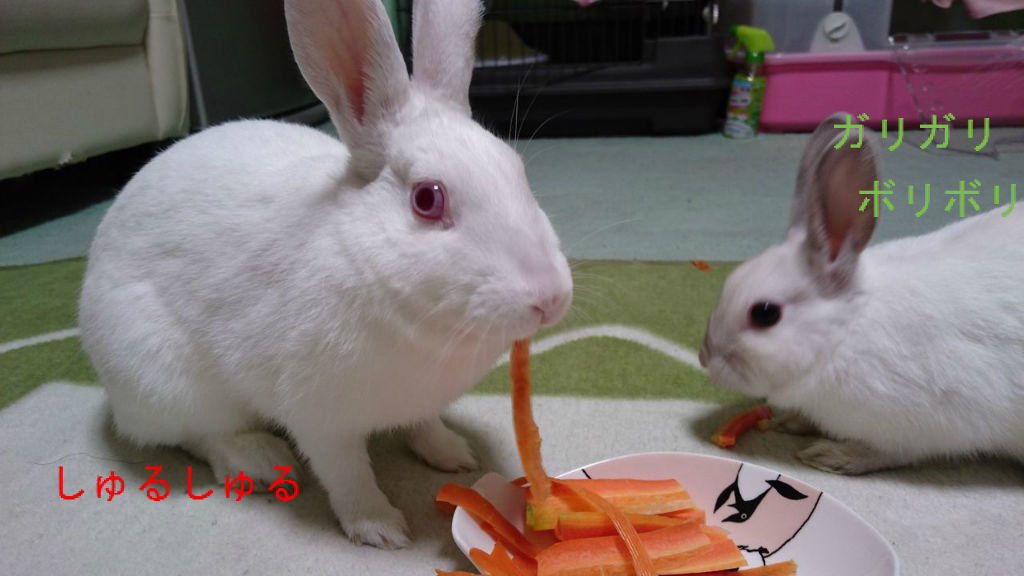 1月29日 人参を食べる みにうさぎとの毎日 1月29日 人参を食べる みにうさぎとの毎日