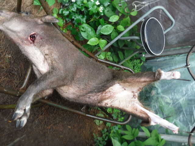 猪捕獲 いちまいのおさらとわたしの暮らし