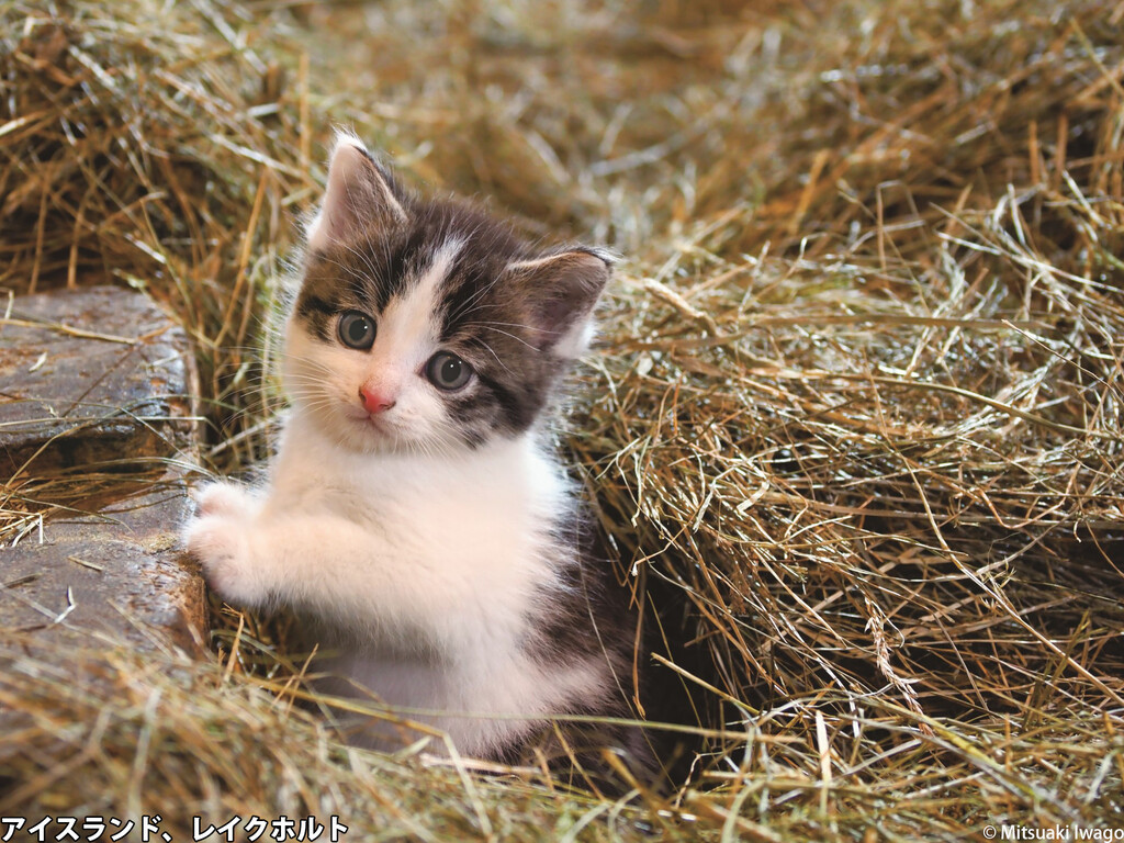 角川武蔵野ミュージアムに猫たちが大集合 動物写真家 岩合光昭写真展 こねこ 岩合光昭の世界ネコ歩き 2 ニコニコニュース