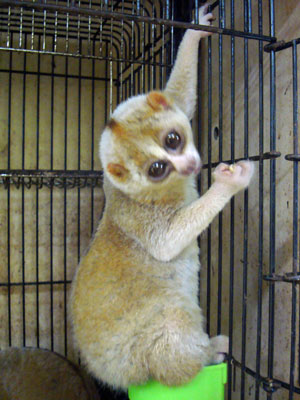 Itライフハック