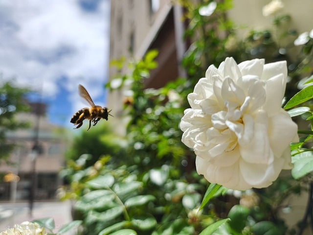 image-ai5