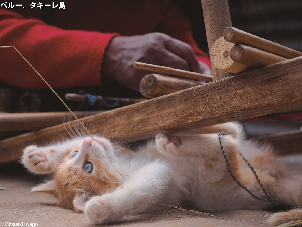 角川武蔵野ミュージアムに猫たちが大集合 動物写真家 岩合光昭写真展 こねこ 岩合光昭の世界ネコ歩き 2