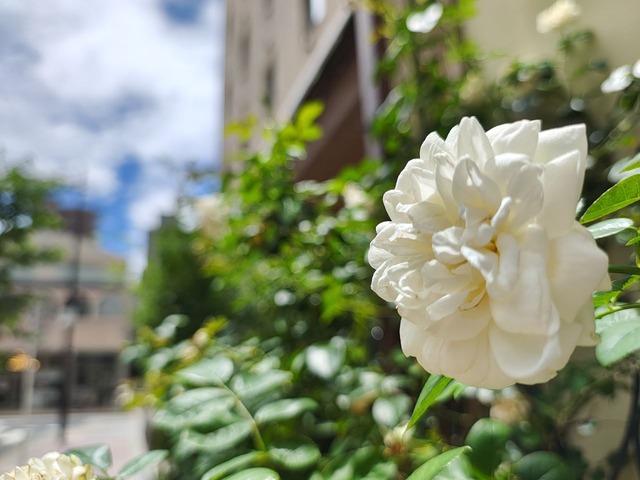image-ai3