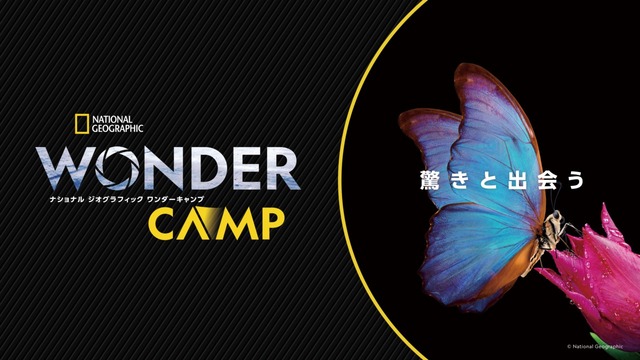 WC_KA_Butterfly_16x9 (1)