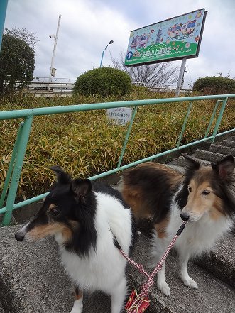 しゅせDSC07912