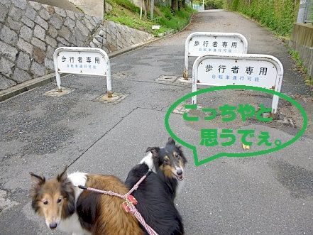 しゅせP1000965