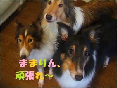 DSCF3510