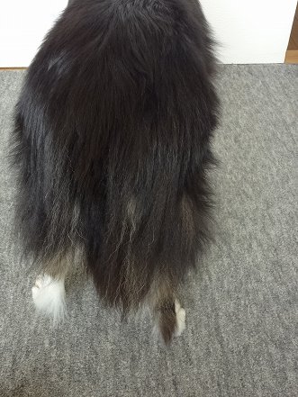 しゅせ使用DSC05469