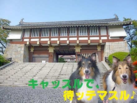 しゅせP1030460
