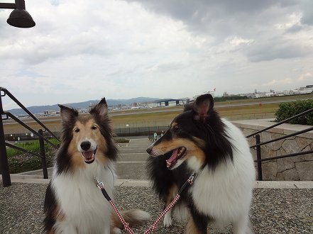 しゅせ使用DSC04424