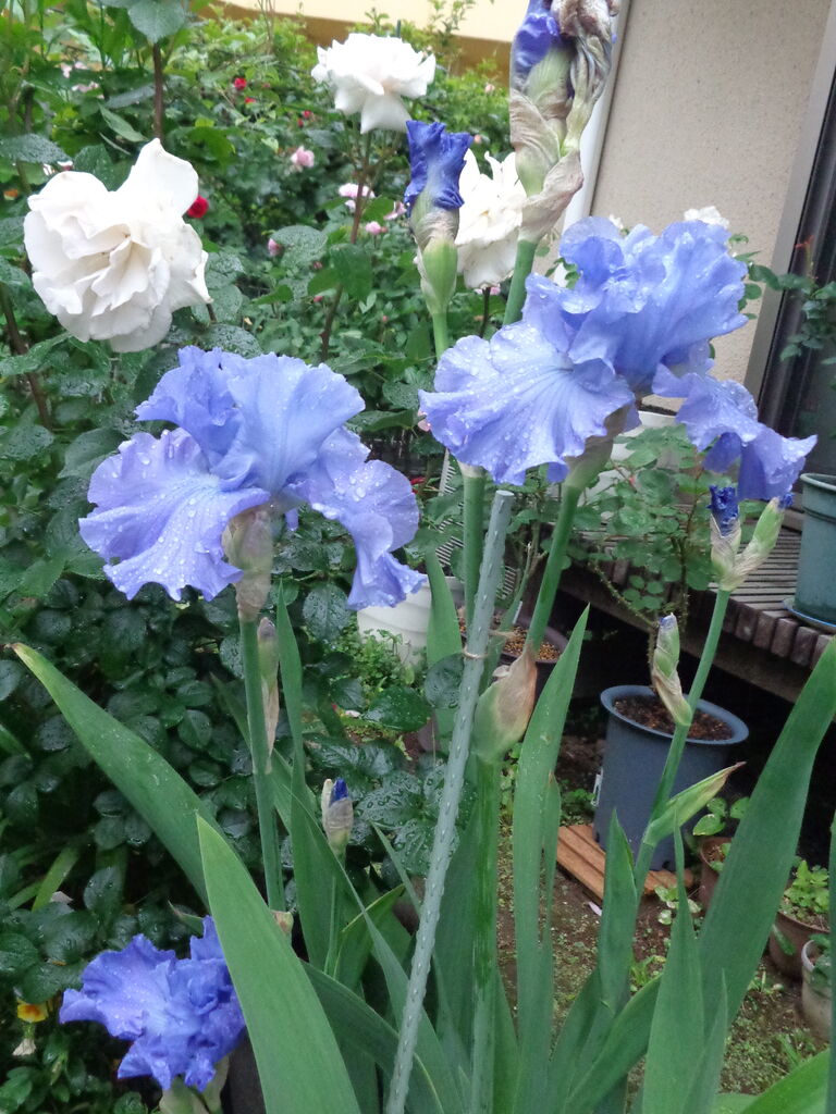 ジャーマンアイリス～やっぱり素敵な水色の花♥～ : 伊藤まゆみの ひつ